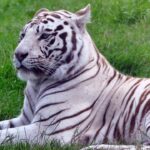 Harga Harimau Putih, Wow Bikin Kaget !