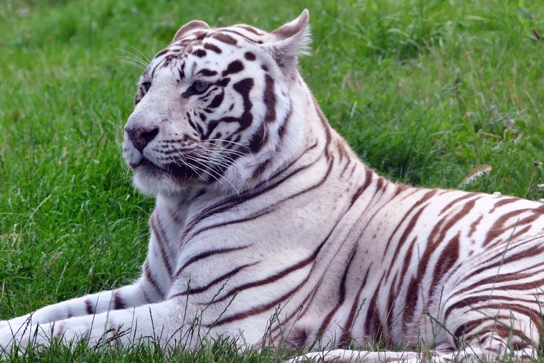 Harga Harimau Putih 