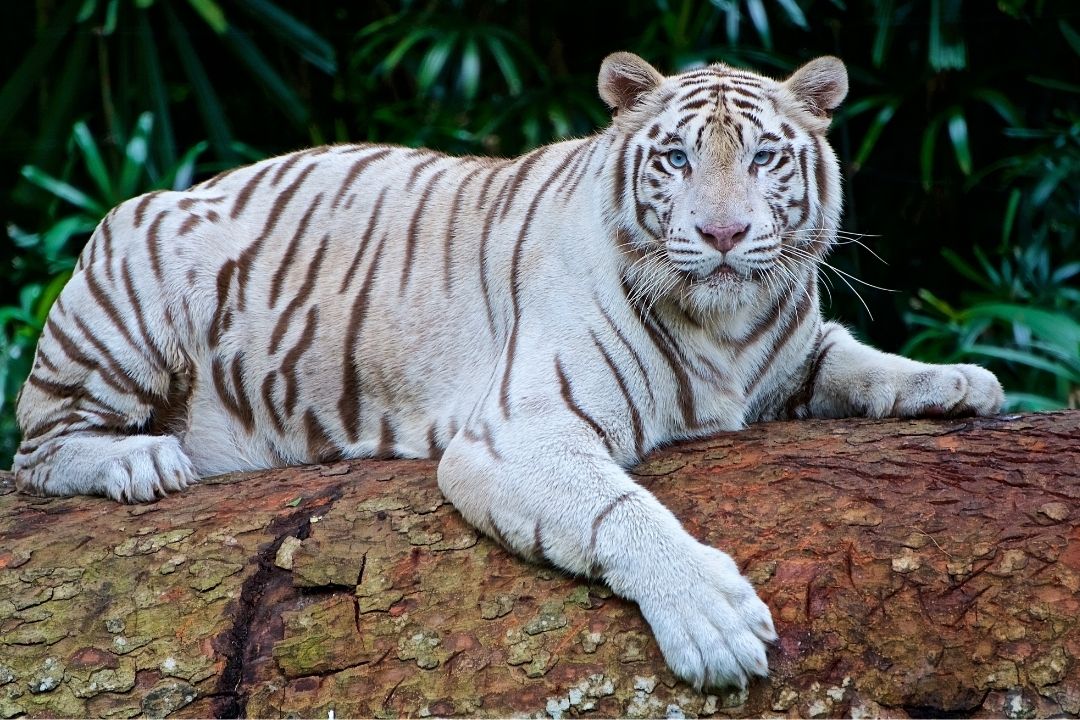 Putih harga harimau Harga Harimau