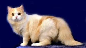 Harga Kucing Anggora dari Berbagai Jenis Kucing 2022