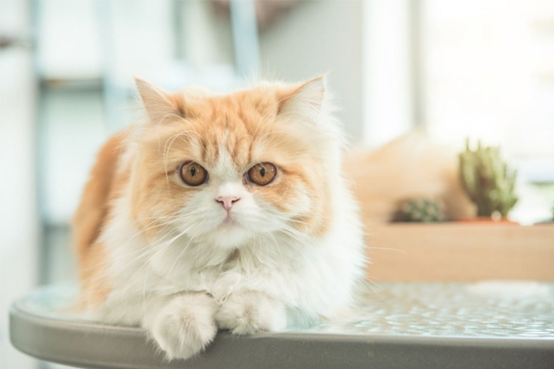 Berikut ini Daftar Harga Kucing Persia
