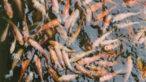 Harga Bibit Ikan Nila Merah Ukuran 2 Jari di Jogja